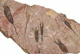 Eocrinoid (Ascocystites) Mortality Plate - Ordovician #376496-1